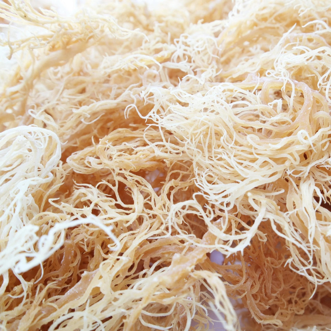 Wholesale Sea Moss