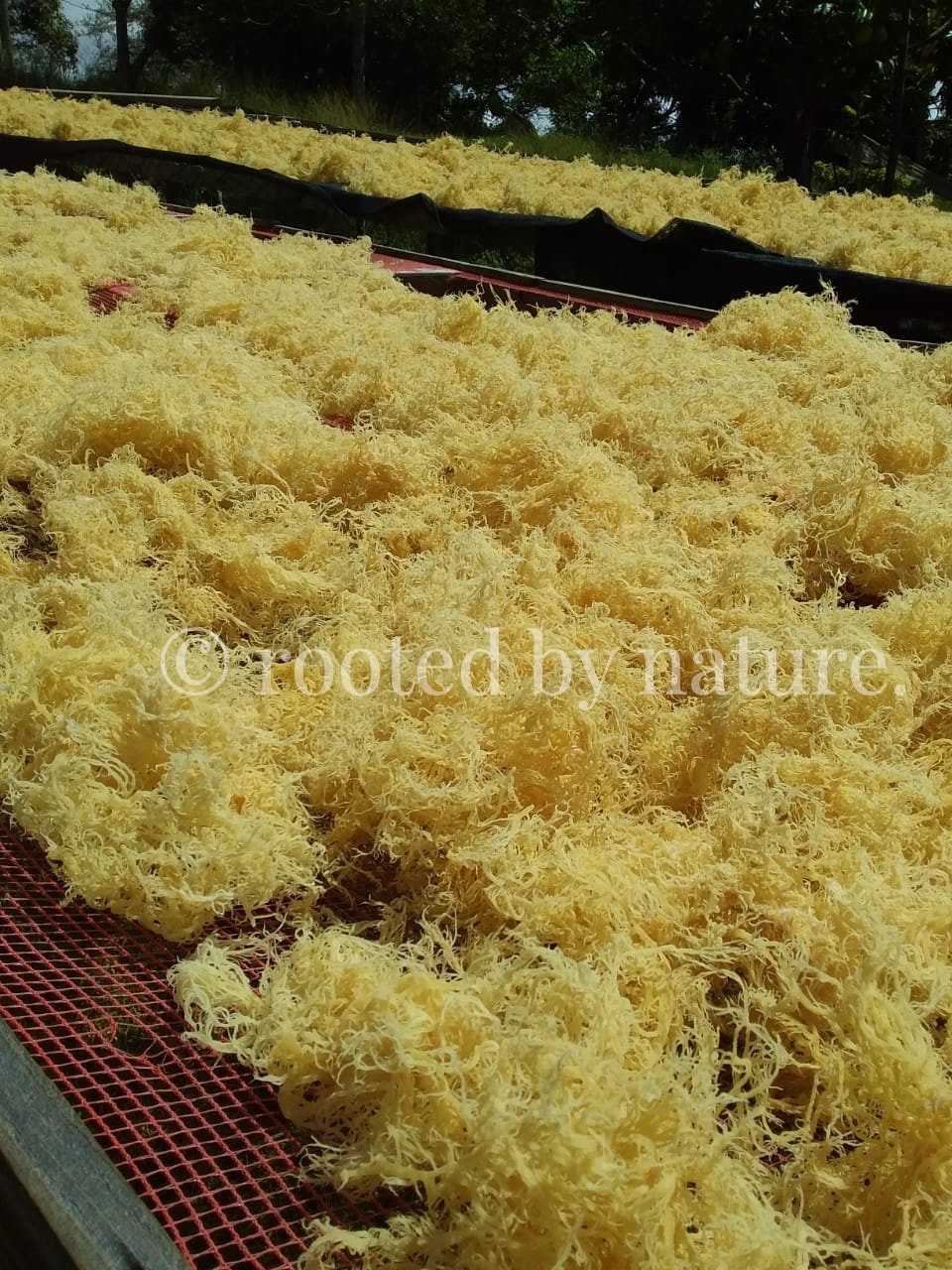 Dried gold sea moss