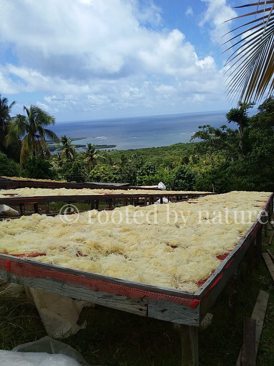 Dried gold sea moss