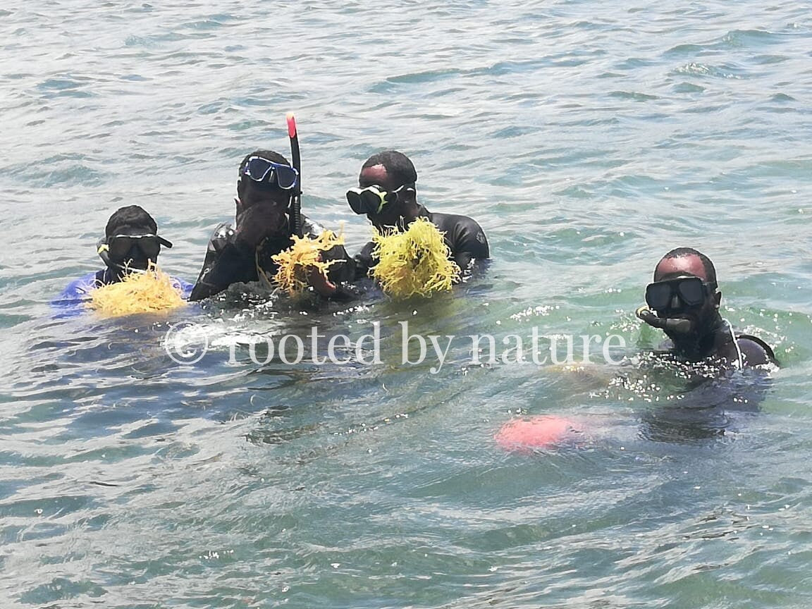 Divers retrieving gold seamoss