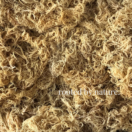  Gold Sea Moss Bulk Raw