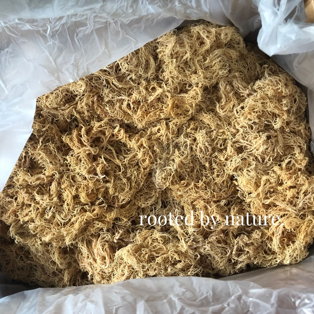 Wholesale Gold Sea Moss Bulk Raw