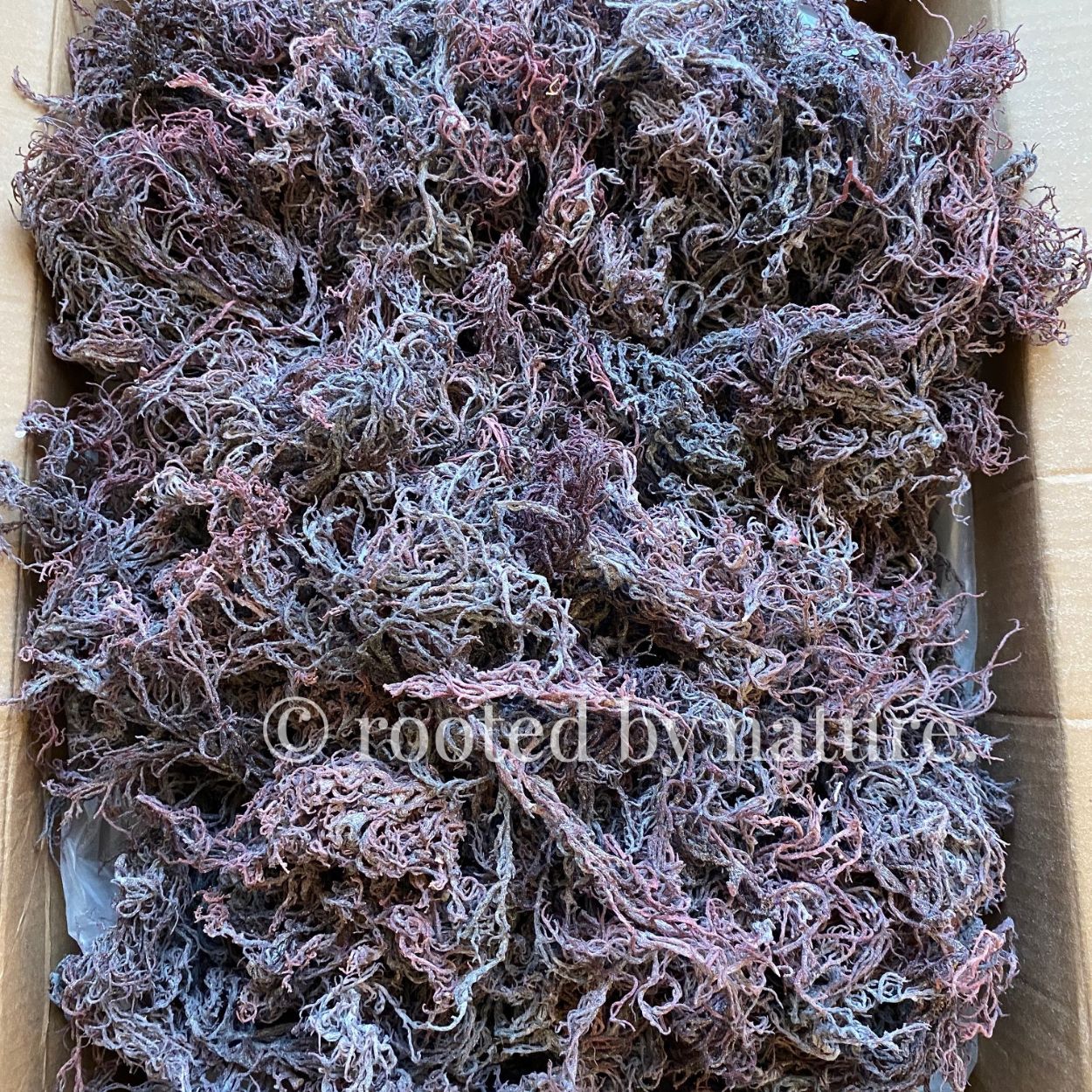 Wholesale Purple Sea Moss Bulk Raw