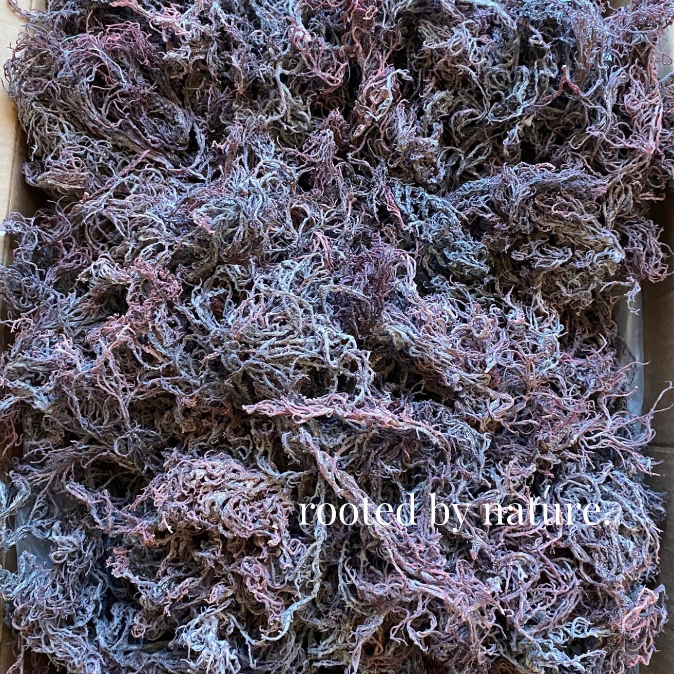 Wholesale Purple Sea Moss Bulk Raw