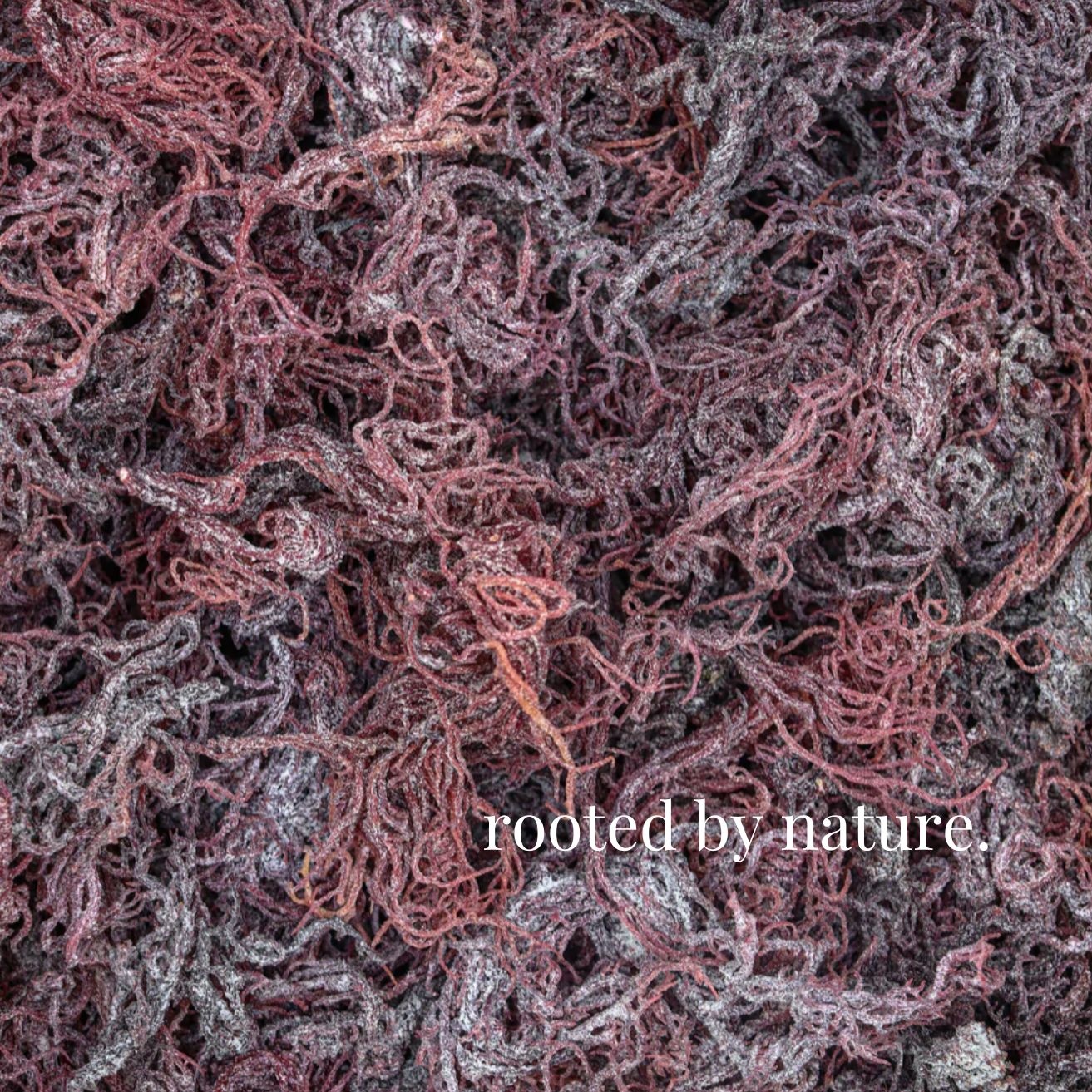 Wholesale Purple Sea Moss Bulk Raw