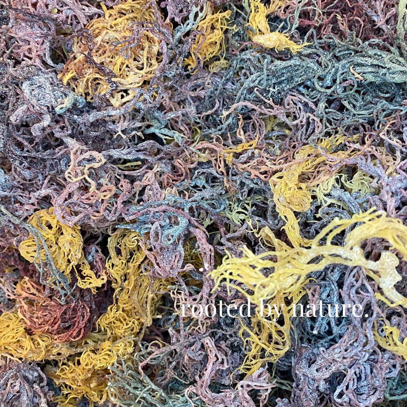 Wholesale Full Spectrum Mixed Sea Moss Raw