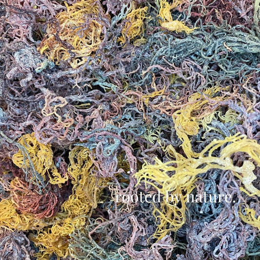 Wholesale Full Spectrum Mixed Sea Moss Raw