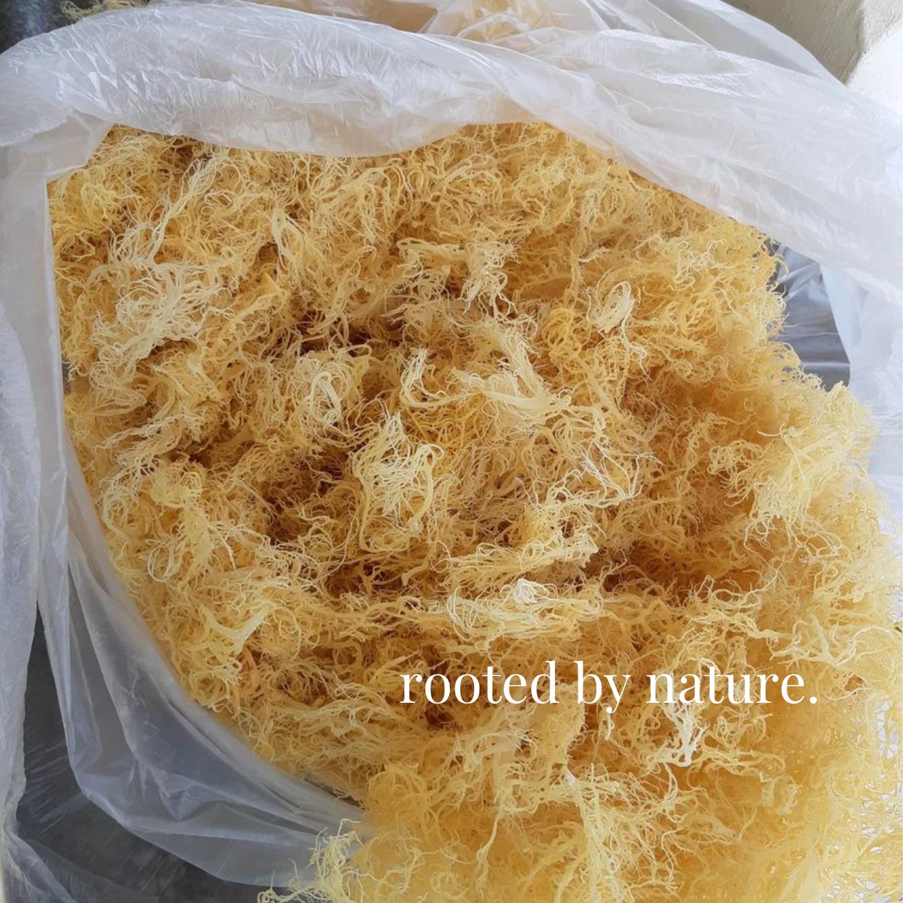 Wholesale Gold Sea Moss Bulk Raw